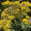 Senecio nemorosum subsp. fuchsii