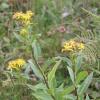 Senecio nemorosum subsp. fuchsii