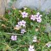 Silene acaulis