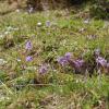 Soldanella alpina