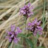 Stachys officinalis