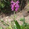 Stachys pradica