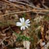 Stellaria holostea