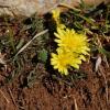 Taraxacum laevigatum