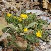 Taraxacum laevigatum