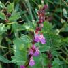 Teucrium lucidum