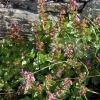 Teucrium lucidum