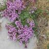 Thymus pulegioides