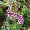 Thymus pulegioides