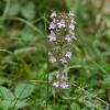 Thymus serpyllus