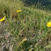 Tragopogon pratensis