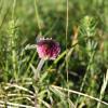 Trifolium montanum subsp. rupestre