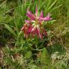 Trifolium alpinum