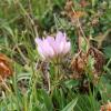 Trifolium alpinum