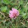 Trifolium medium