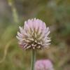 Trifolium montanum