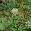 Trifolium pratense