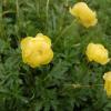 Trollius europaeus