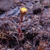 Tussilago farfara