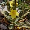 Verbascum montanum