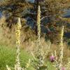 Verbascum montanum