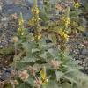 Verbascum montanum