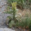 Verbascum montanum