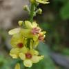 Verbascum nigrum