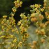 Verbascum thapsus