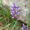 Vicia villosa