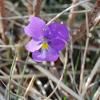 Viola calcarata