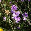 Viola calcarata