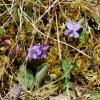 Viola riviniana